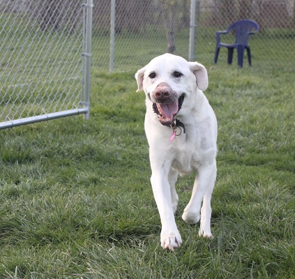 Yellow lab running in grass