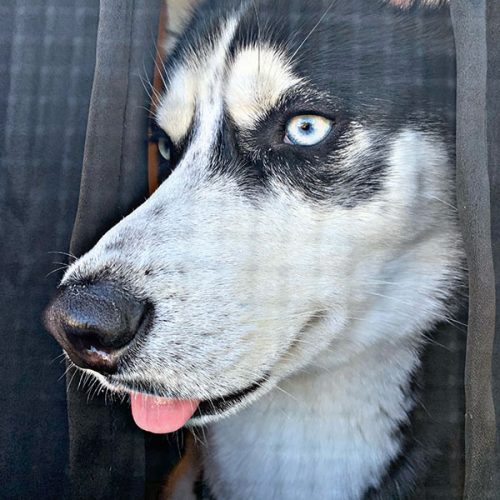 husky with bright blue eyes looking through a screen and sticking their tongue out