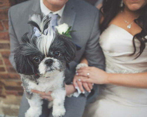 dog sits on lap of groom with his bride