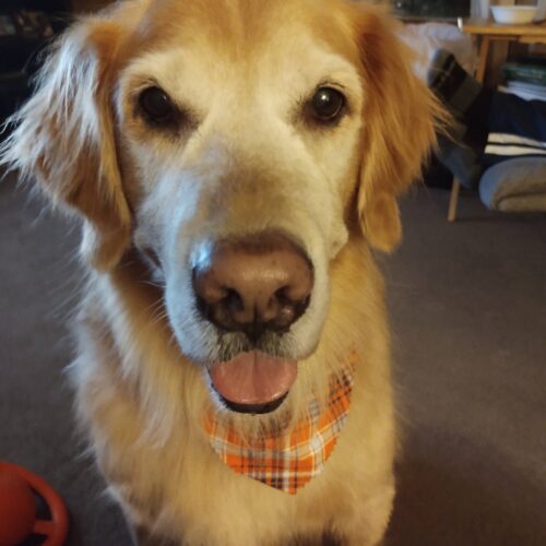 golden retriever with plaid bandana