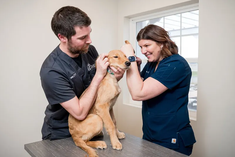 Veterinary Care