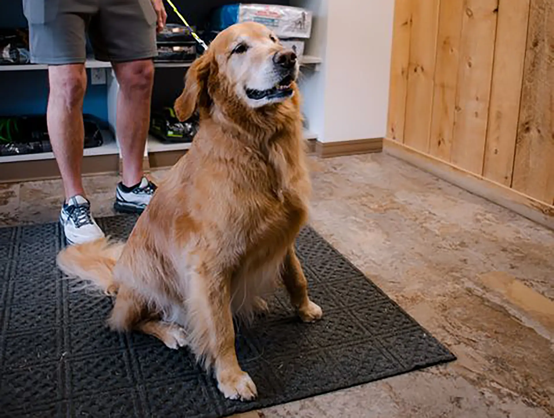 Dog sitting next to owner