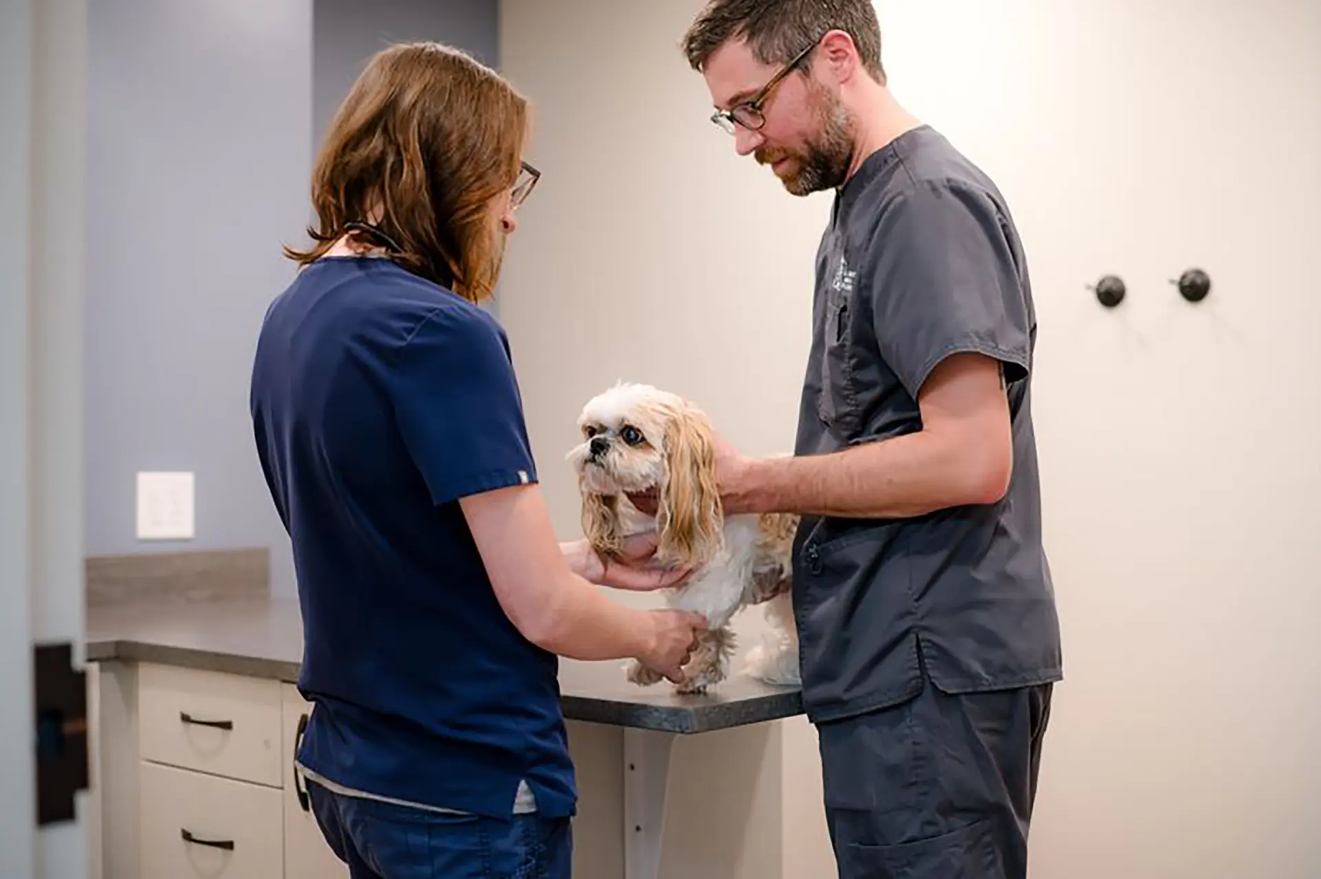 Two veterinarians with a dog at the clinic