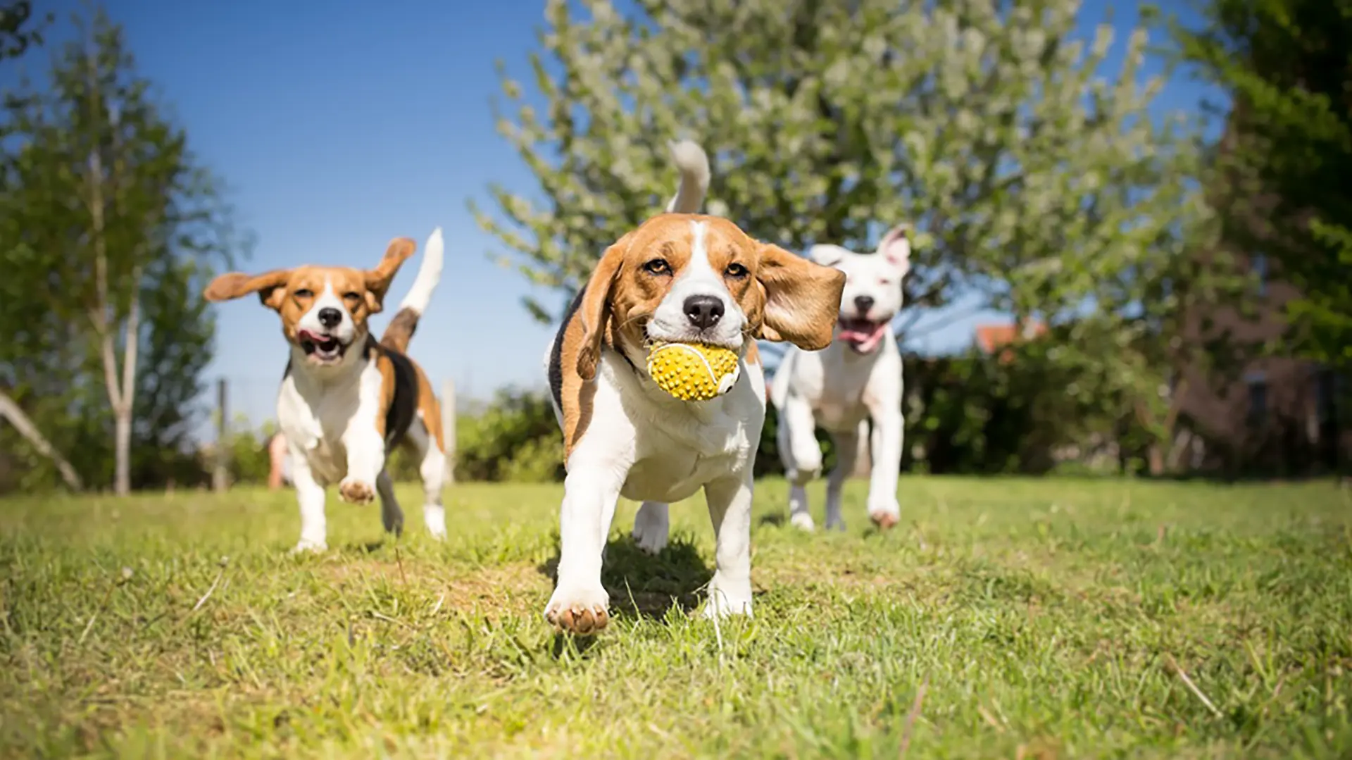 Group of dogs playing in the park