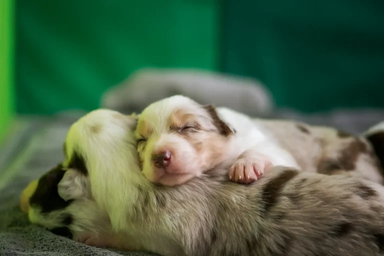 puppy on its mama dog