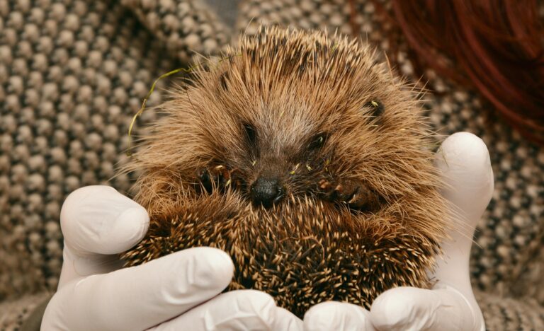 Hedgehog being held