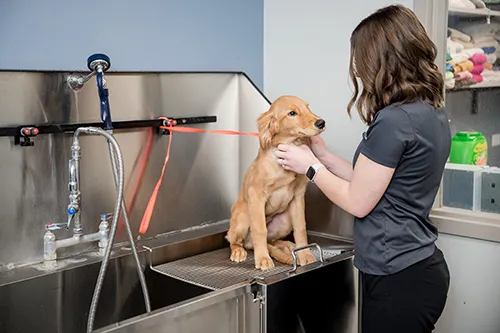 4 Paw Spa