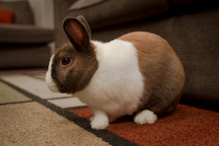 Exotic Pet Care