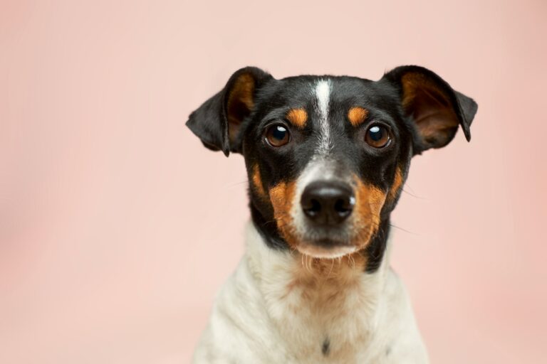 Pet Emergency Care